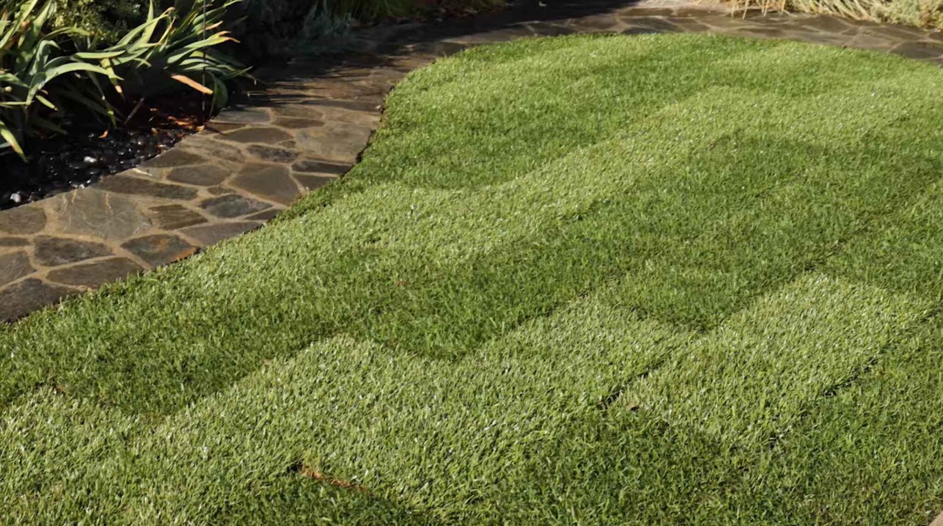 Professional lawn care and maintenance showing healthy green turf in DeSoto, TX