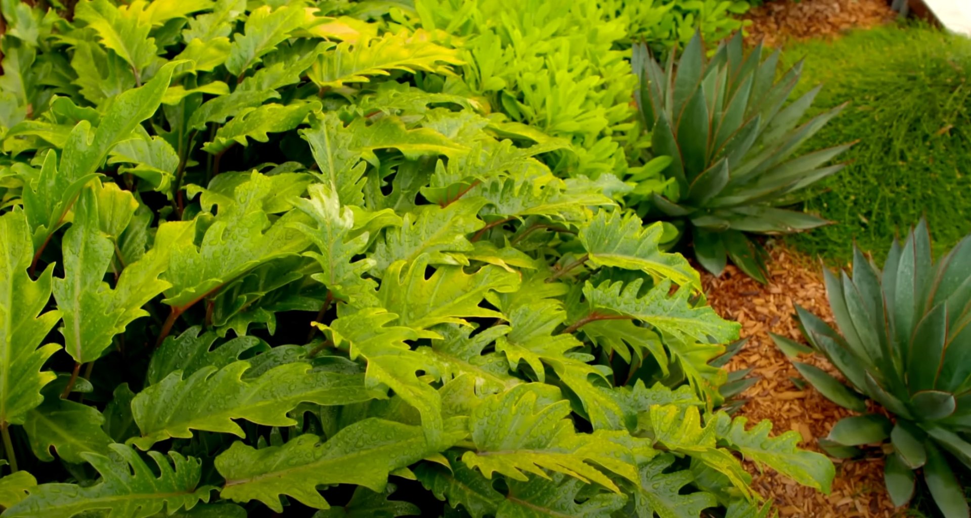 Close-up view of vibrant tropical plants with large decorative leaves in a professionally designed landscape