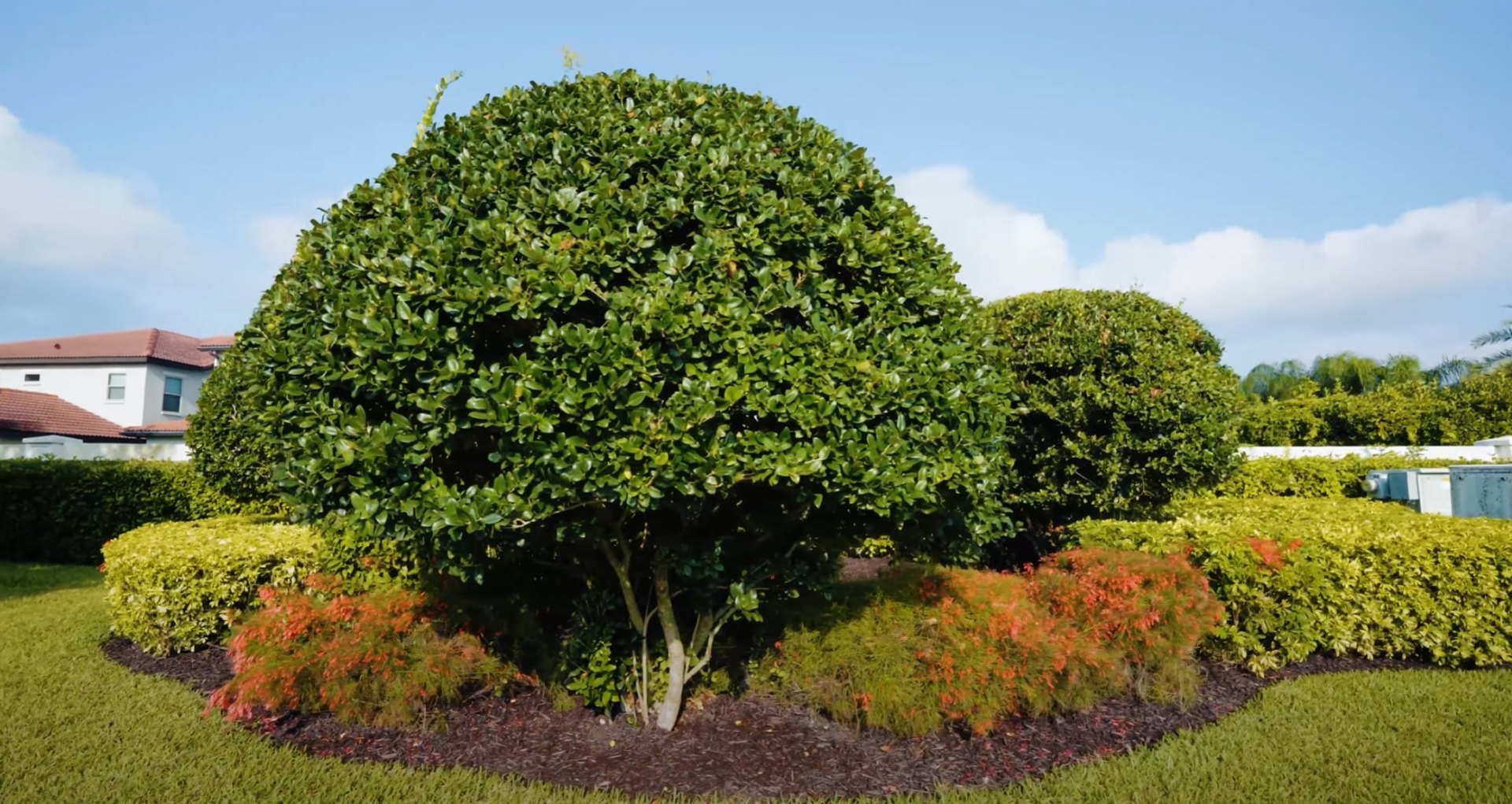 Tree and Shrub Maintenance Perfectly manicured tree and shrub landscaping with colorful seasonal plants and professional maintenance